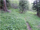 End of road on Pokljuka - Viševnik